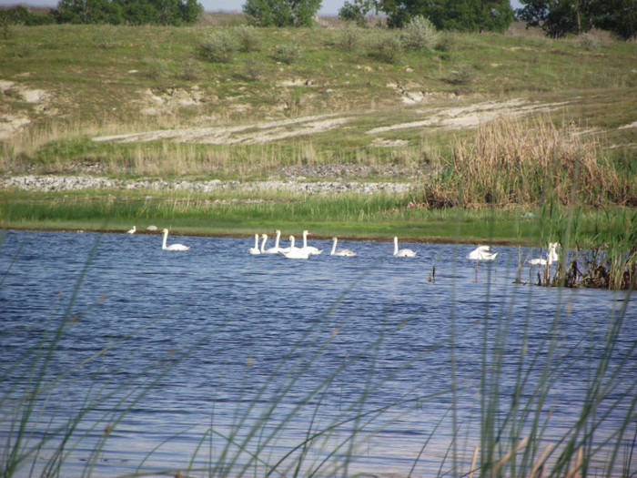 DSCF3422 - somova delta dunarii foto