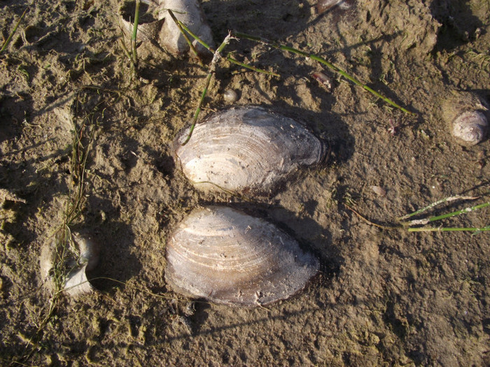 DSCF3423 - somova delta dunarii foto