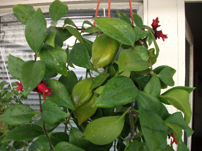 DSCF0149 - Aeschynanthus