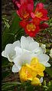 68px-Freesia-Multicolor - frezia