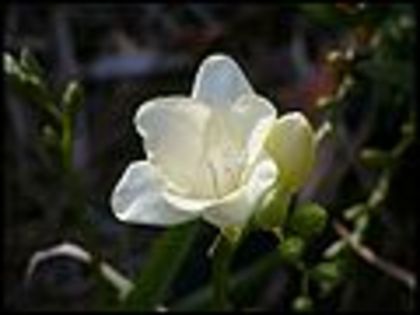 120px-Freesia-White - frezia