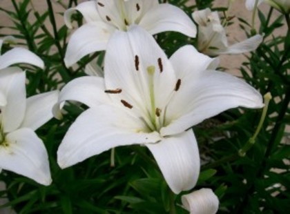 lilium-candidum-300x222 - crinul imperial