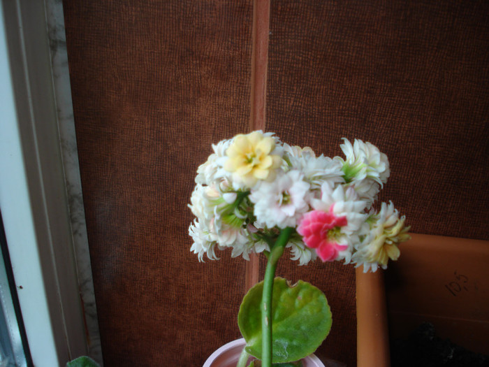 25.05.2011 - kalanchoe 2011