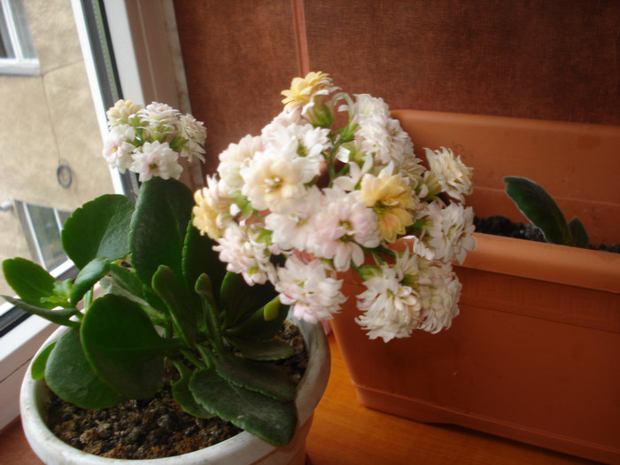 23.05.2011 - kalanchoe 2011