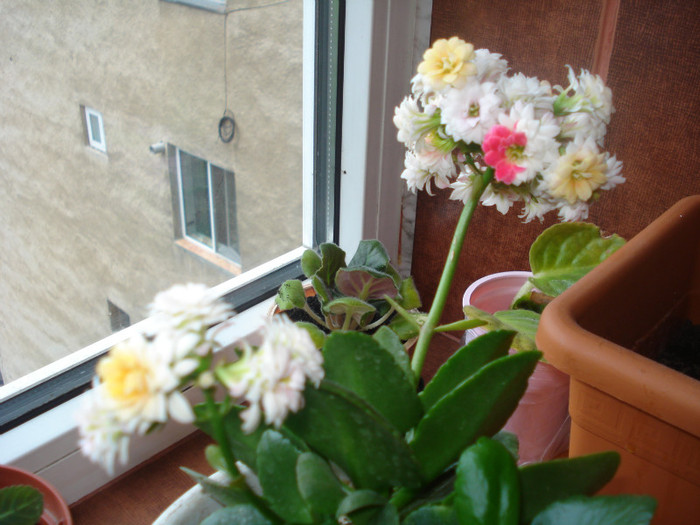 25.05.2011 - kalanchoe 2011