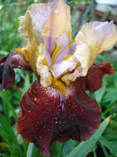 72."Lilac Wine"