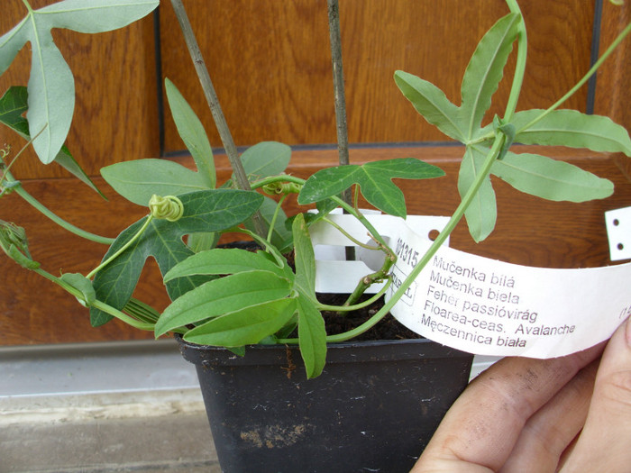 PASSIFLORA CEASORNIC AVALANCHE - PASSIFLORA