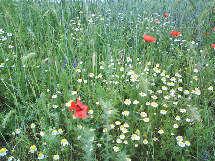 Sat Tiu, Dolj; 26 mai 2011. Poza nu poate reda frumusetea macilor si mirosul musetelului ...
