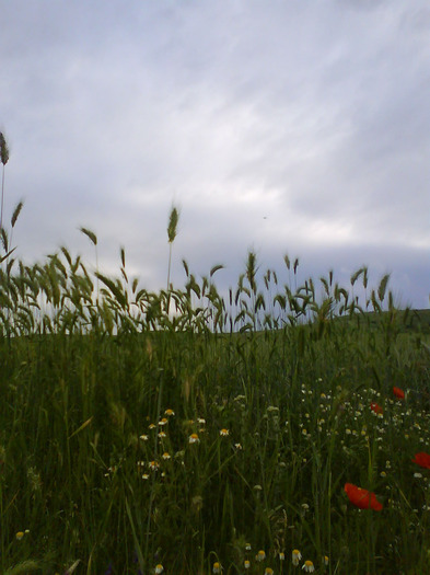 Sat Tiu, Dolj; 26 mai 2011
