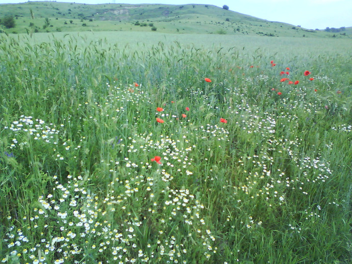 Sat Tiu, Dolj; 26 mai 2011
