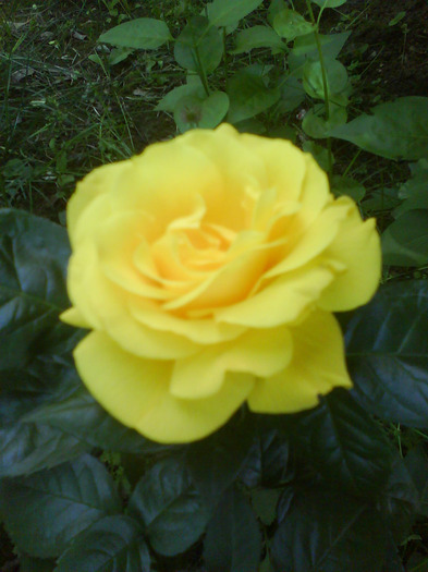 Un trandafir galben... - Trandafirul meu