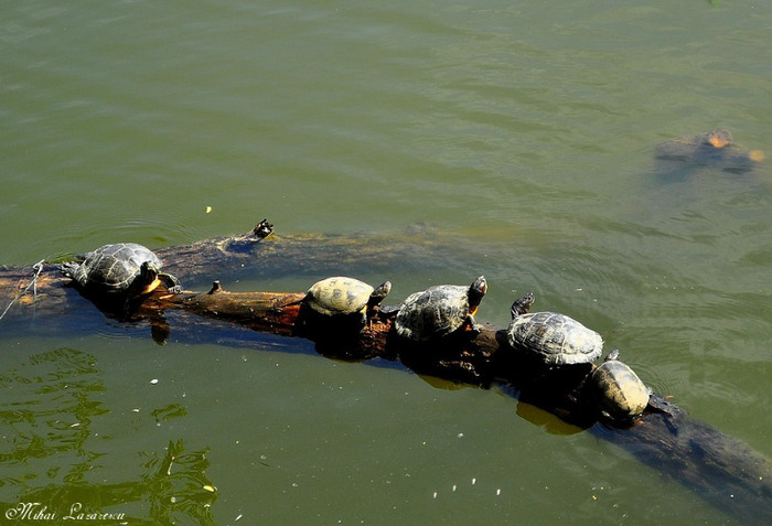 Cu familia la strand - Animalutele mele