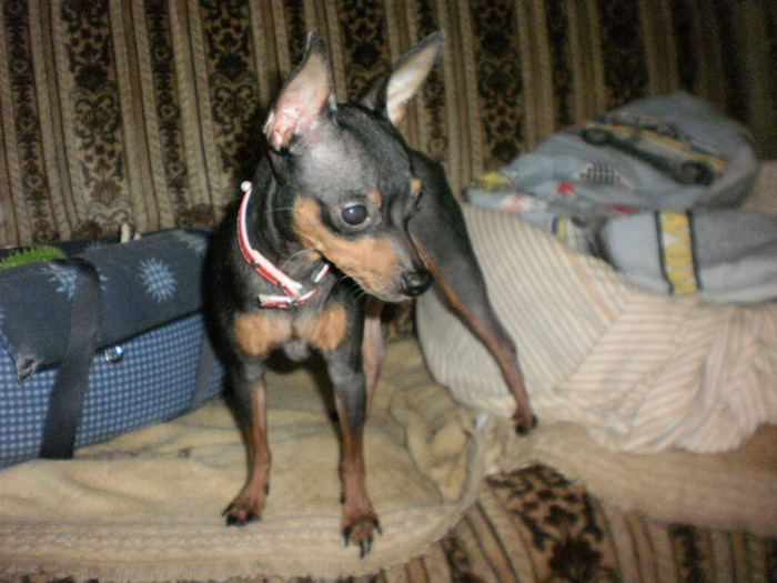 papi - 36 timisoara ofer pentru monta pinscher pitic toy