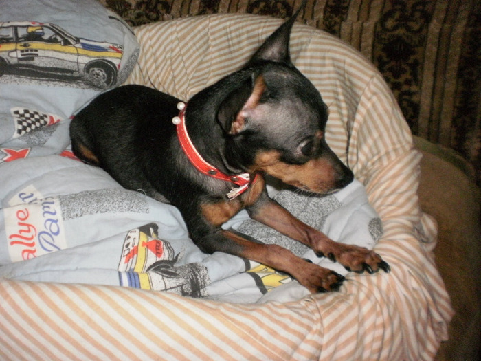 papi - 36 timisoara ofer pentru monta pinscher pitic toy