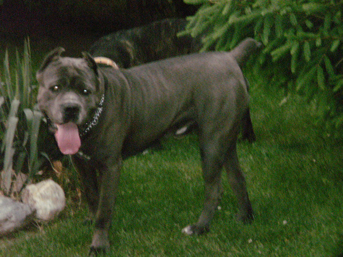 P5230444 - 25 arad mascul cane corso