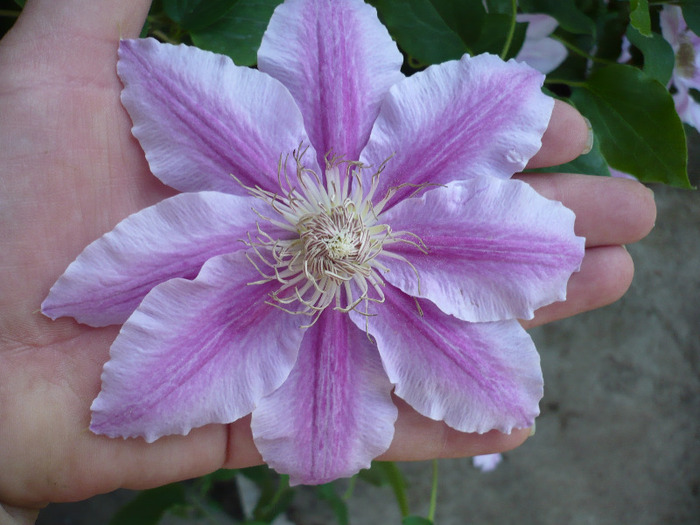 025 - clematis