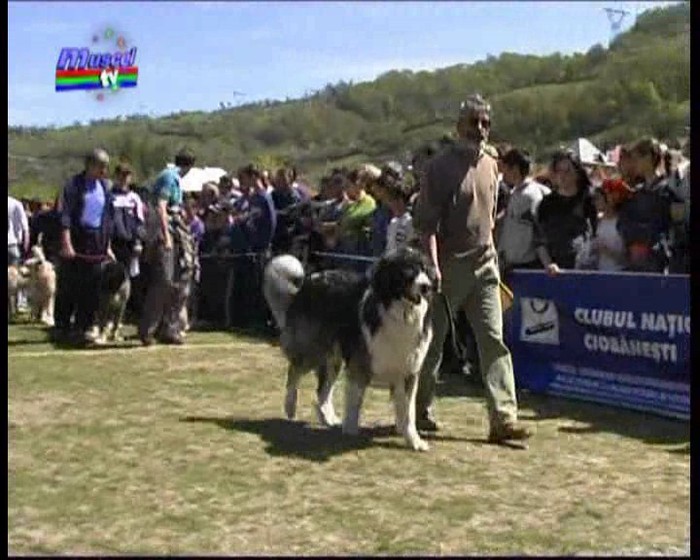 concurs_rucar_2004 - Standardul oficial al rasei ciobanesc romanesc carpatin