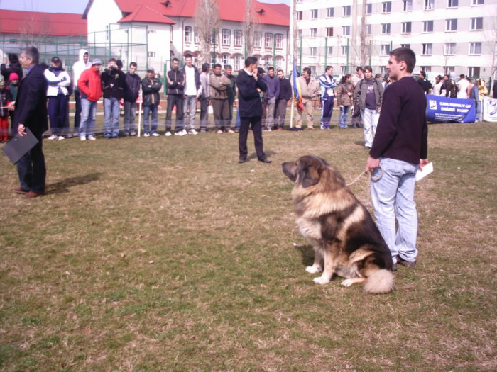 crc Pitesti - Standardul oficial al rasei ciobanesc romanesc carpatin