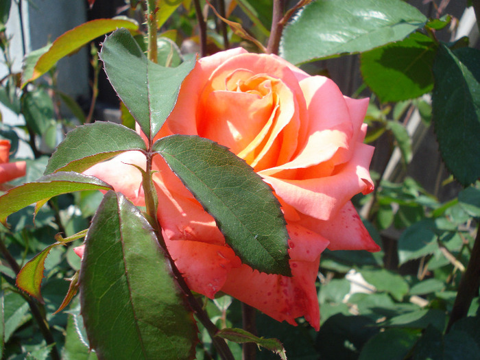 Rose Artistry (2011, May 26)