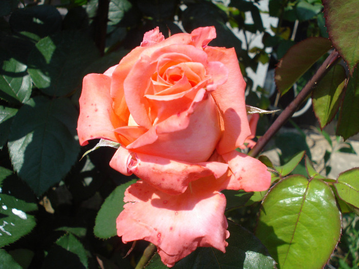 Rose Artistry (2011, May 26)
