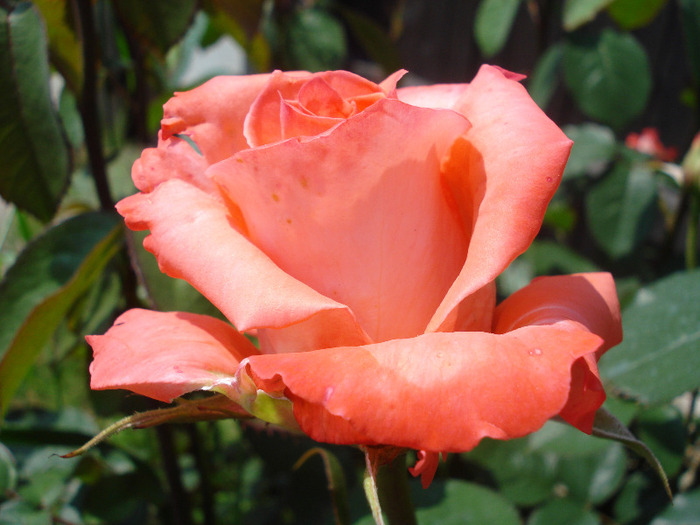 Rose Artistry (2011, May 26)