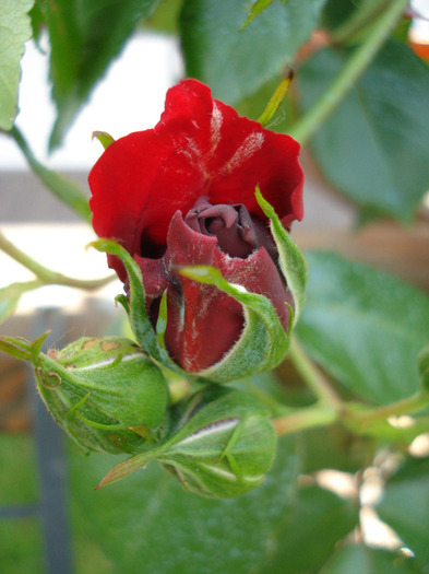 Rose Blaze Superior (2011, May 26) Rose Blaze Superior (2011, May 26)