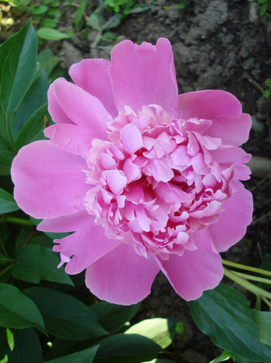 Peony. Bujor (2011, May 24) - BUJORI_Peony Paeonia