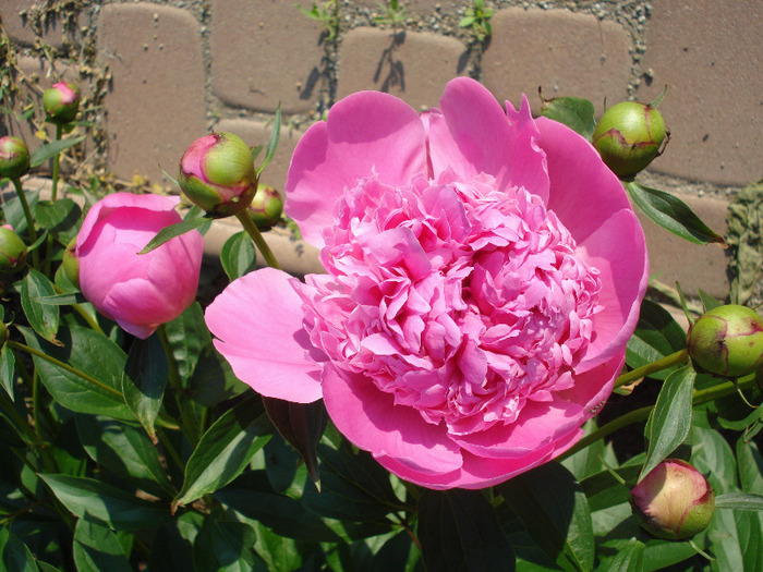 Peony. Bujor (2011, May 24) - BUJORI_Peony Paeonia