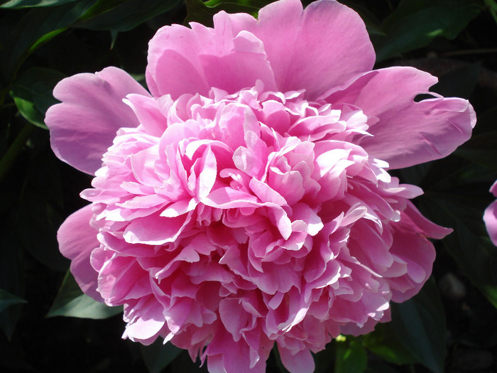 Peony. Bujor (2011, May 26) - BUJORI_Peony Paeonia