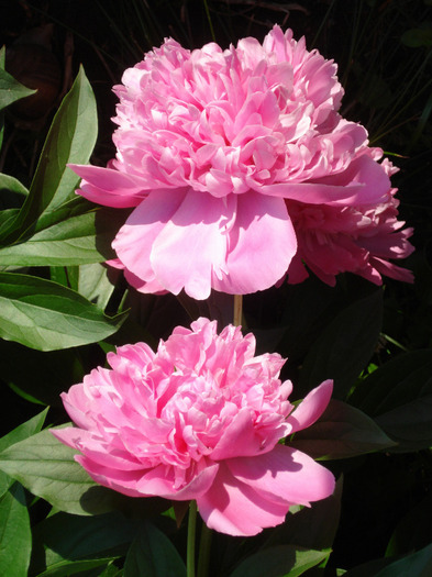 Peonies. Bujori (2011, May 27) - BUJORI_Peony Paeonia