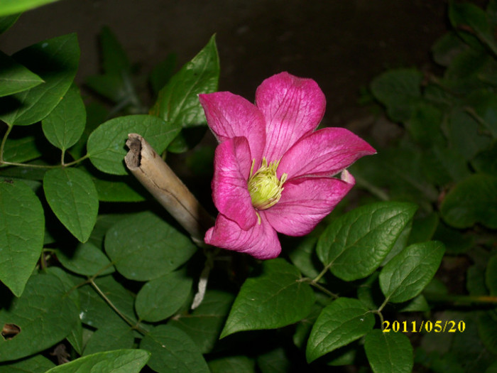 DSCI0061 - clematita de la Dumitra