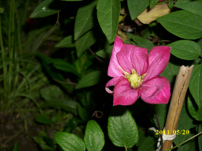 DSCI0059 - clematita de la Dumitra