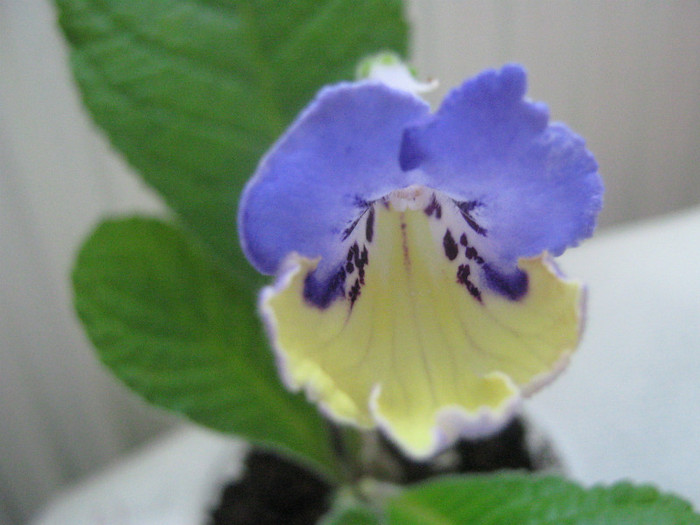  - streptocarpus Harlequin Blue