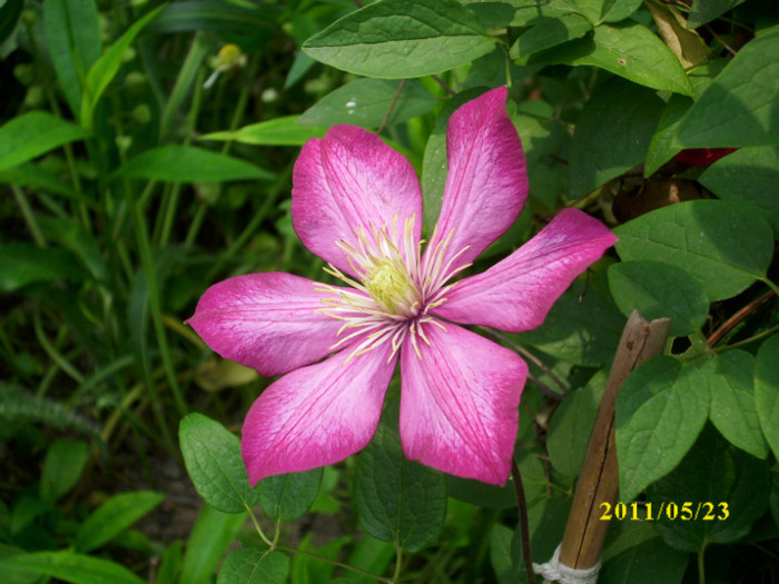 DSCI0128 - clematita de la Dumitra