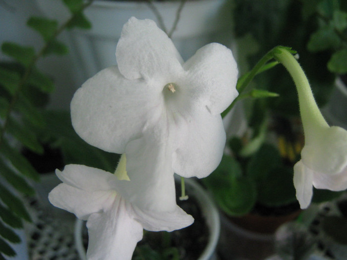  - streptocarpus Albatros