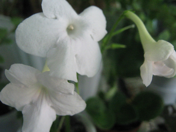  - streptocarpus Albatros