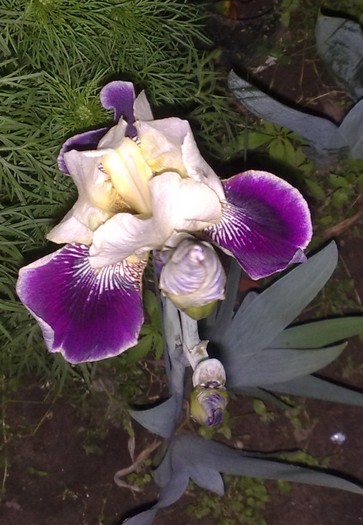 45 - Irisi de poveste