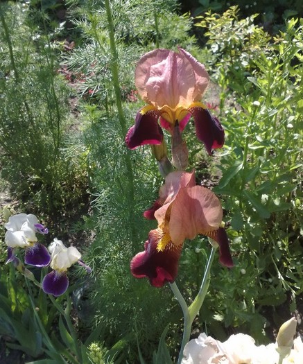 81 - Irisi de poveste