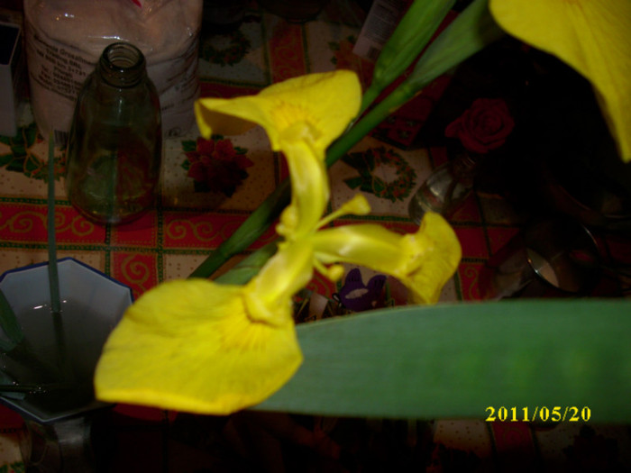 iris de balta - irisi olandezi 2011