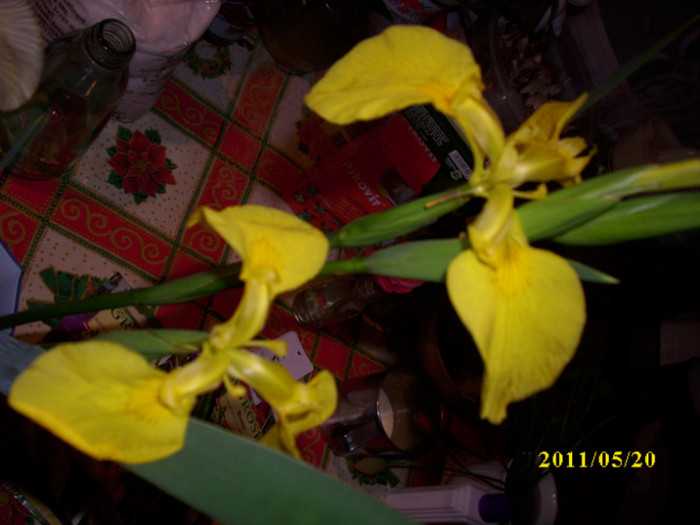 iris salbatic de apa - irisi olandezi 2011