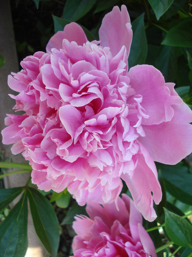 Peony. Bujor (2011, May 27) - BUJORI_Peony Paeonia