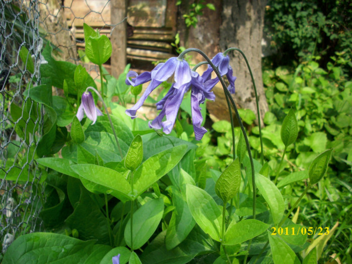 DSCI0139 - clematita salbatica de camp