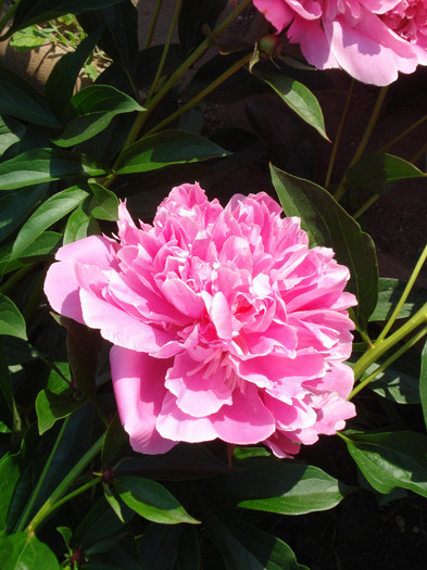 Peony. Bujor (2011, May 27) - BUJORI_Peony Paeonia