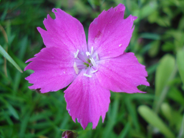 Dianthus Kahori (2011, May 24)