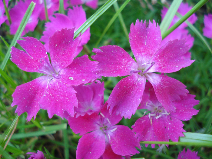 Dianthus Kahori (2011, May 27)