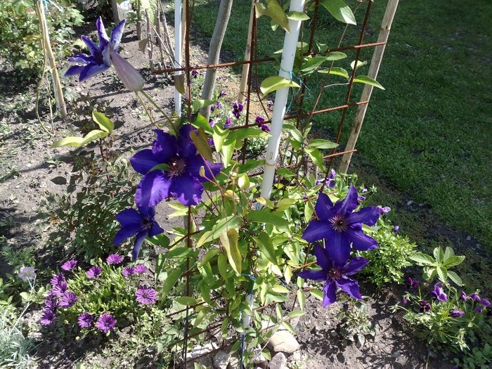 69 - Clematis