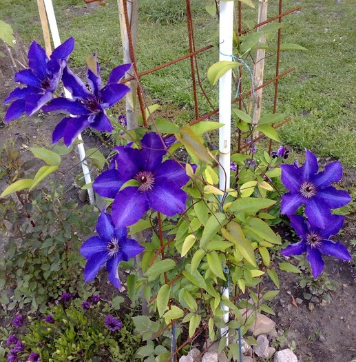 60 - Clematis