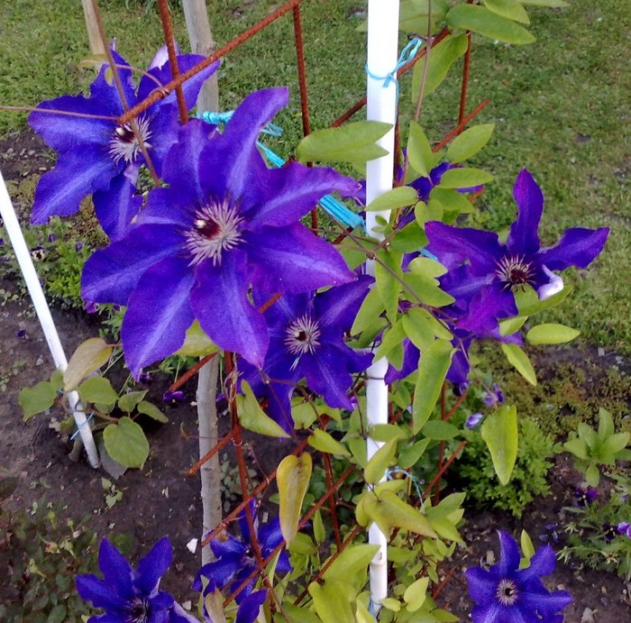 61 - Clematis