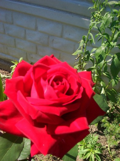 CIMG3630 - trandafiri 2011