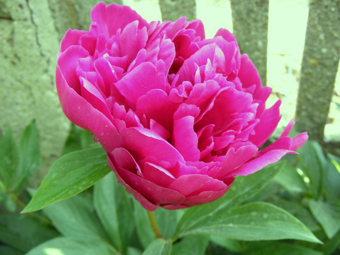 DSCF6735 - Paeonia-Bujori